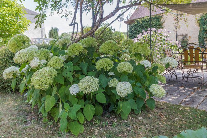 cerisier-en-fleurs cerisier-en-fleurs