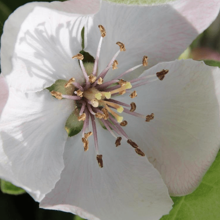 fleur-blanche
