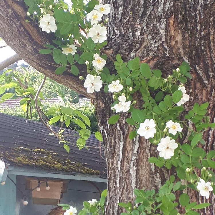 fleurs-enrobent-tronc-arbre