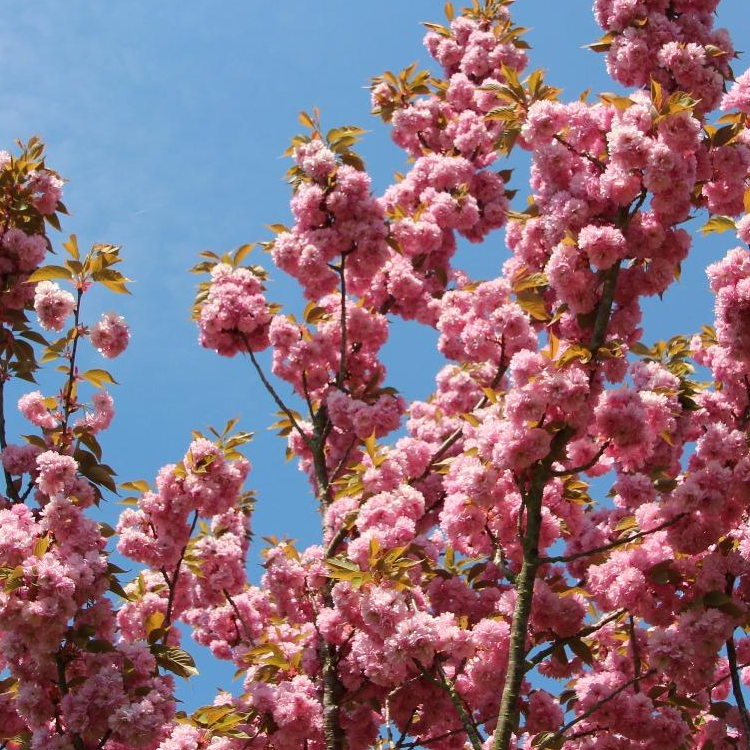 cerisiers-en-fleurs